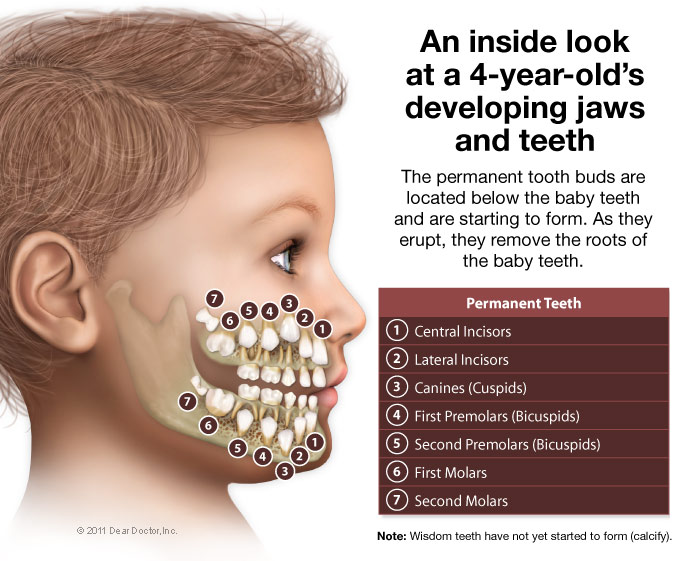 About Teeth South Bay Pediatric Dentistry Torrance CA