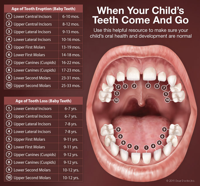 children's teeth stages