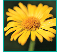 Arnica Montana