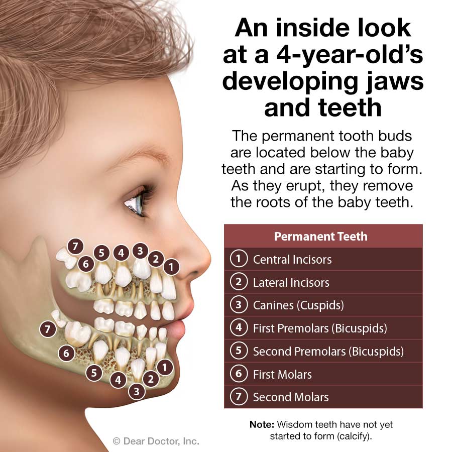 Kids Developing Jaws Teeth 